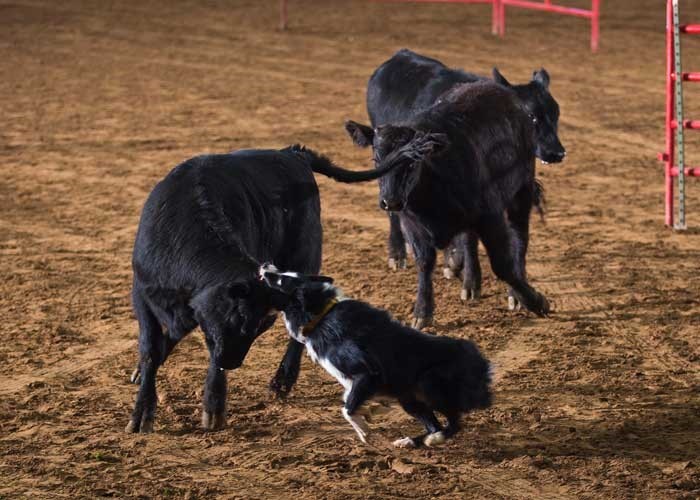 cow dog training photo